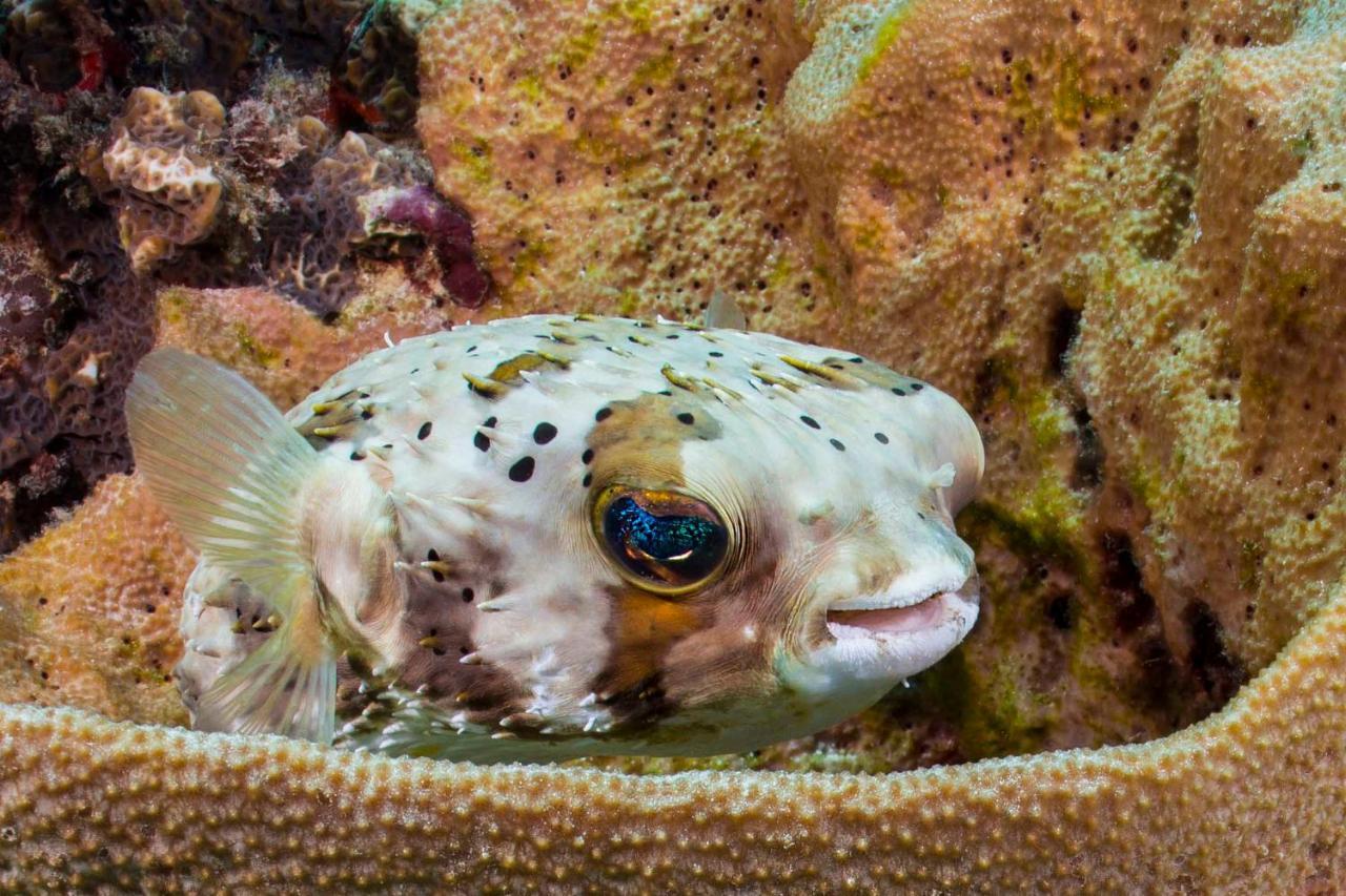 Den Laman - Balloonfish Playa Esterno foto