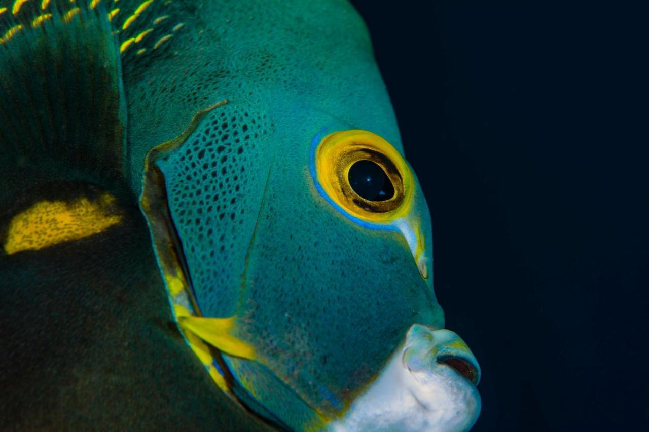 Den Laman - Balloonfish Playa Esterno foto